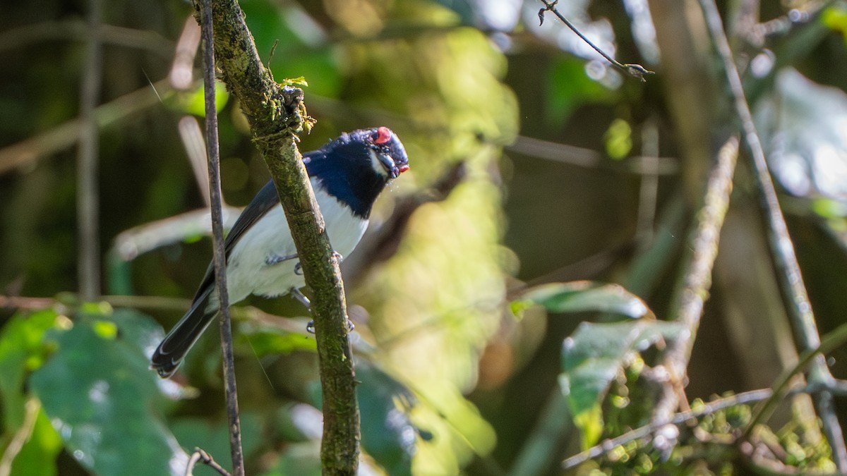 Black-throated Wattle-eye - ML646236464