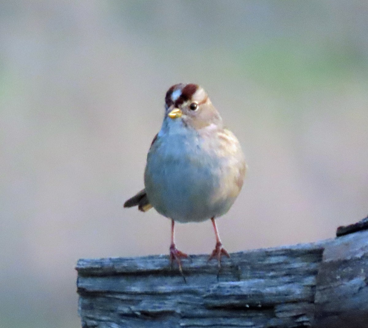 White-crowned Sparrow - ML646236470