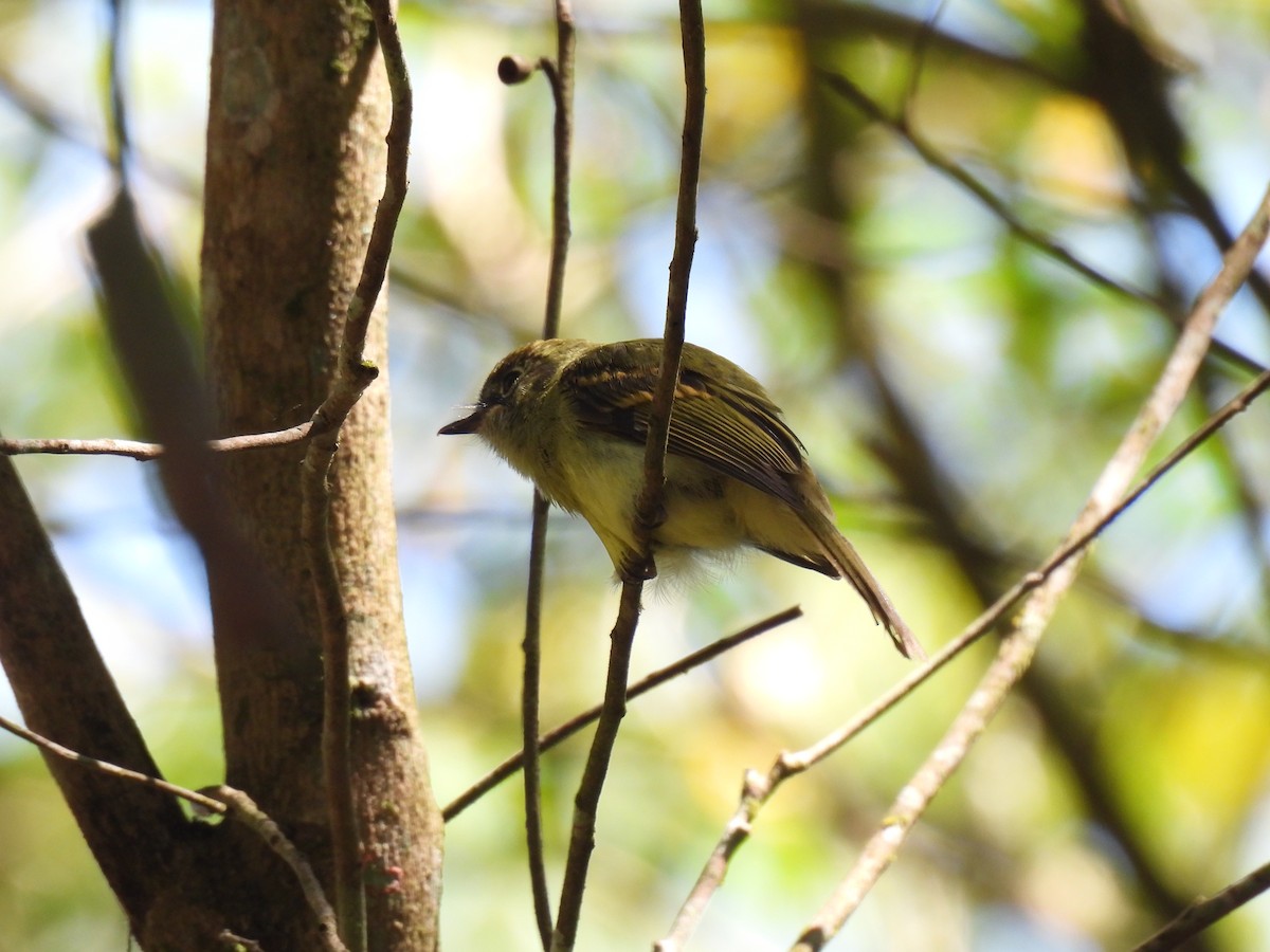 Yellow-olive Flatbill - ML646236471