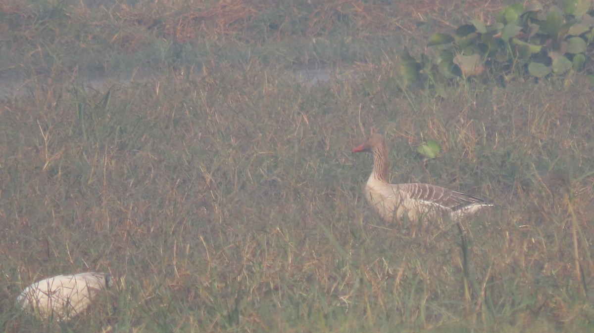 grågås - ML646236473