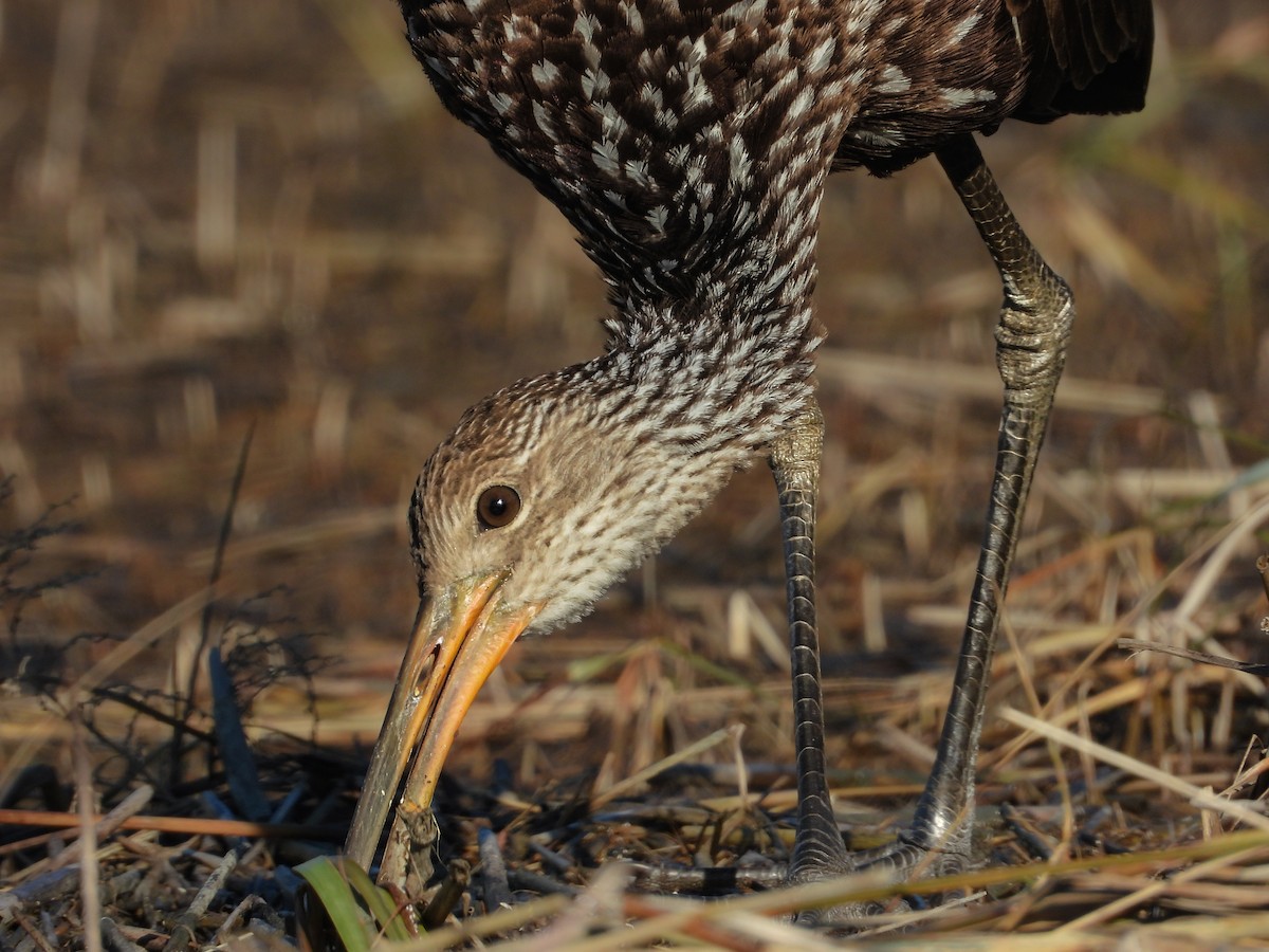 Limpkin - ML646236474