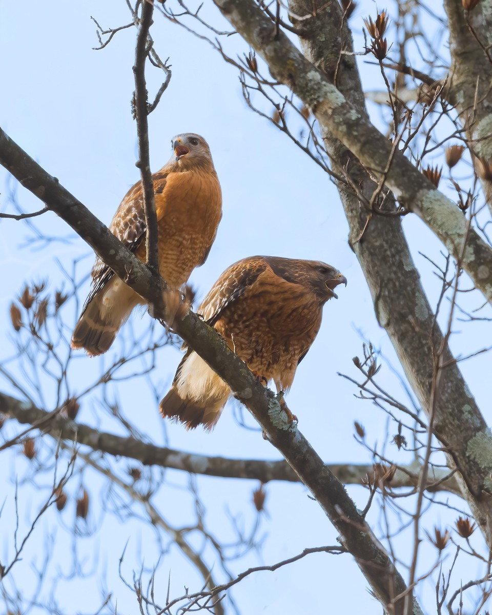 カタアカノスリ - ML646236475