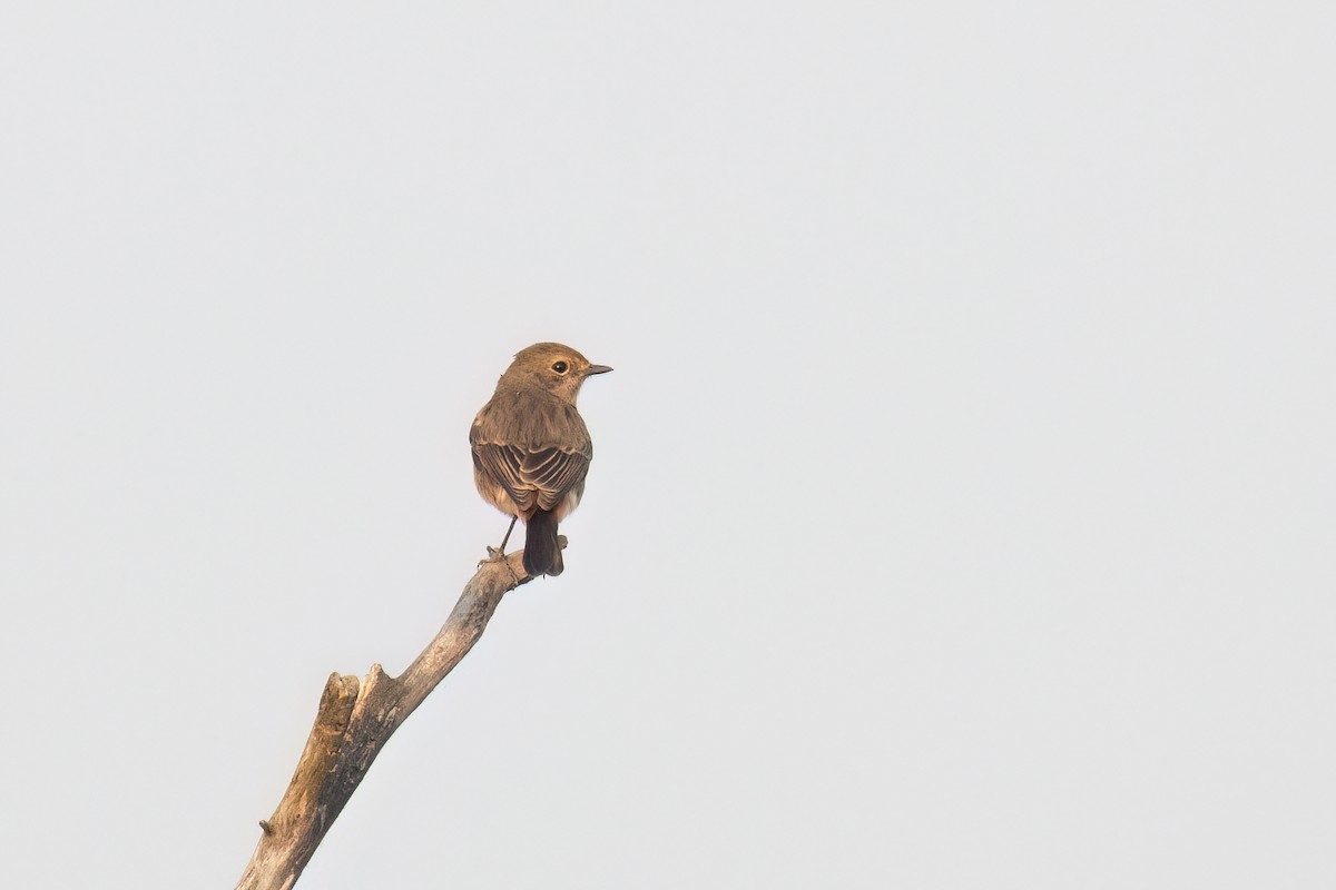 Pied Bushchat - ML646236497