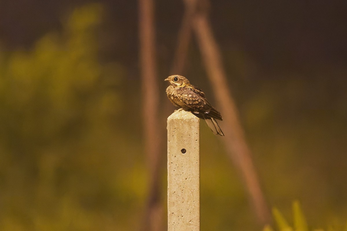 Chotacabras Hindú - ML646236523