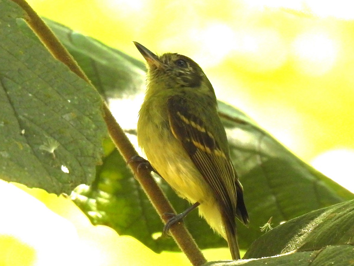 Yellow-olive Flatbill - ML646236527