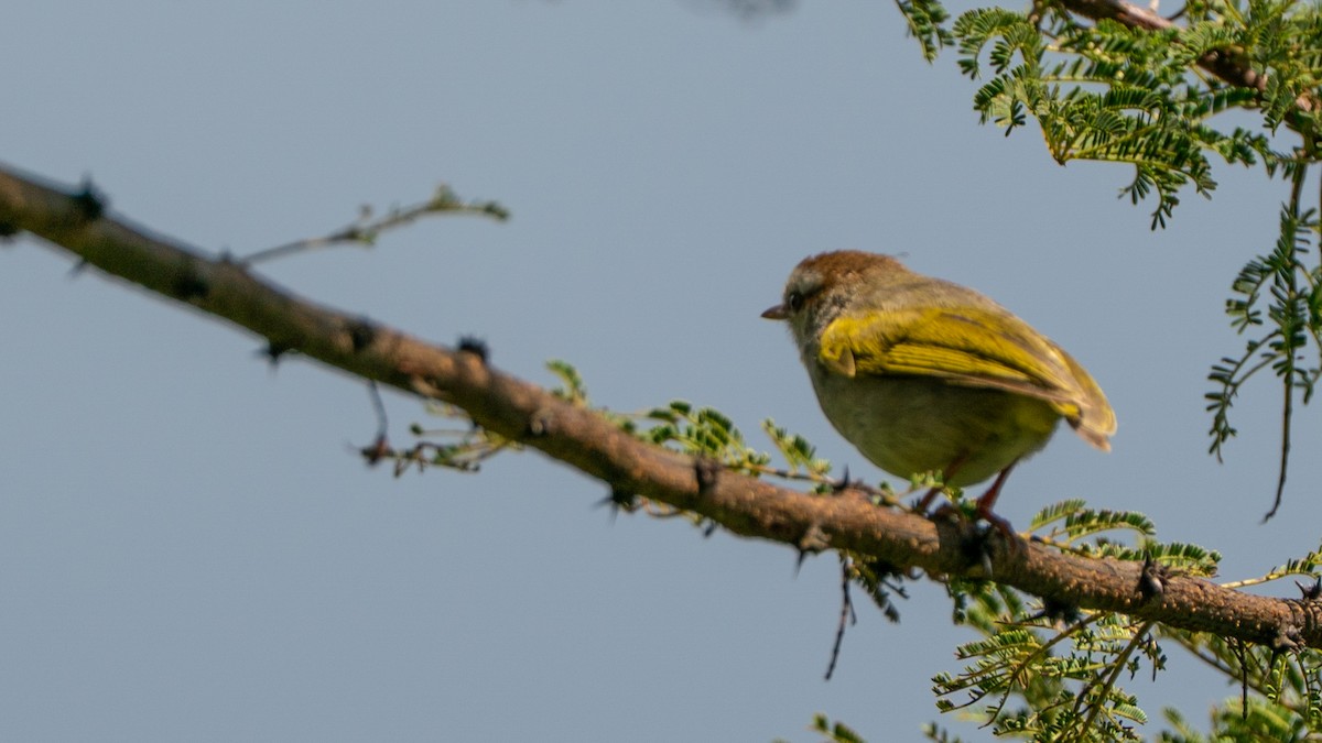 Ak Kaşlı Krombek - ML646236531