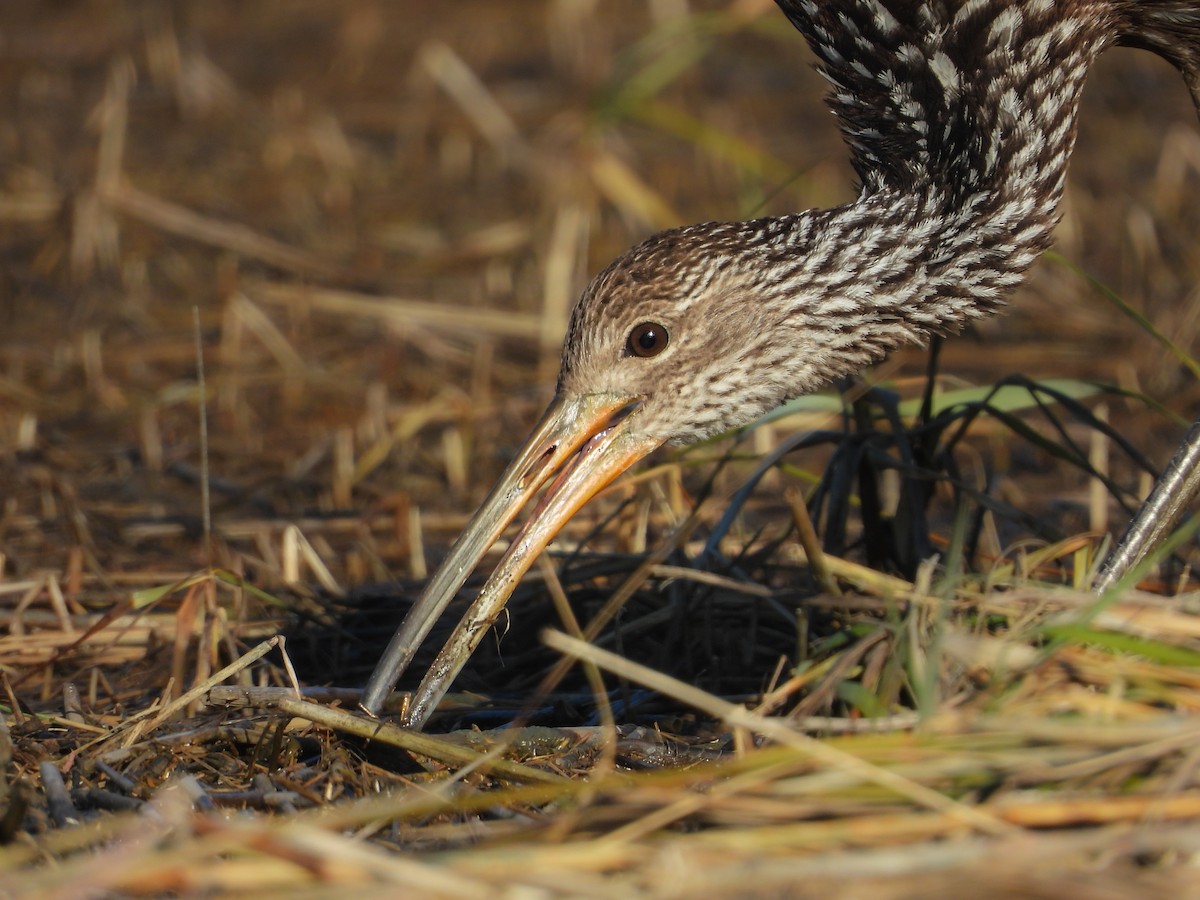 Limpkin - ML646236538