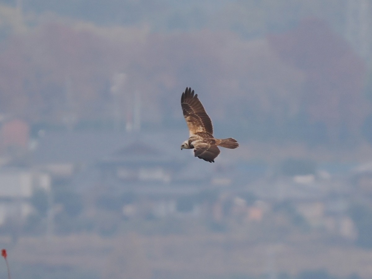 Eastern Marsh Harrier - ML646236542