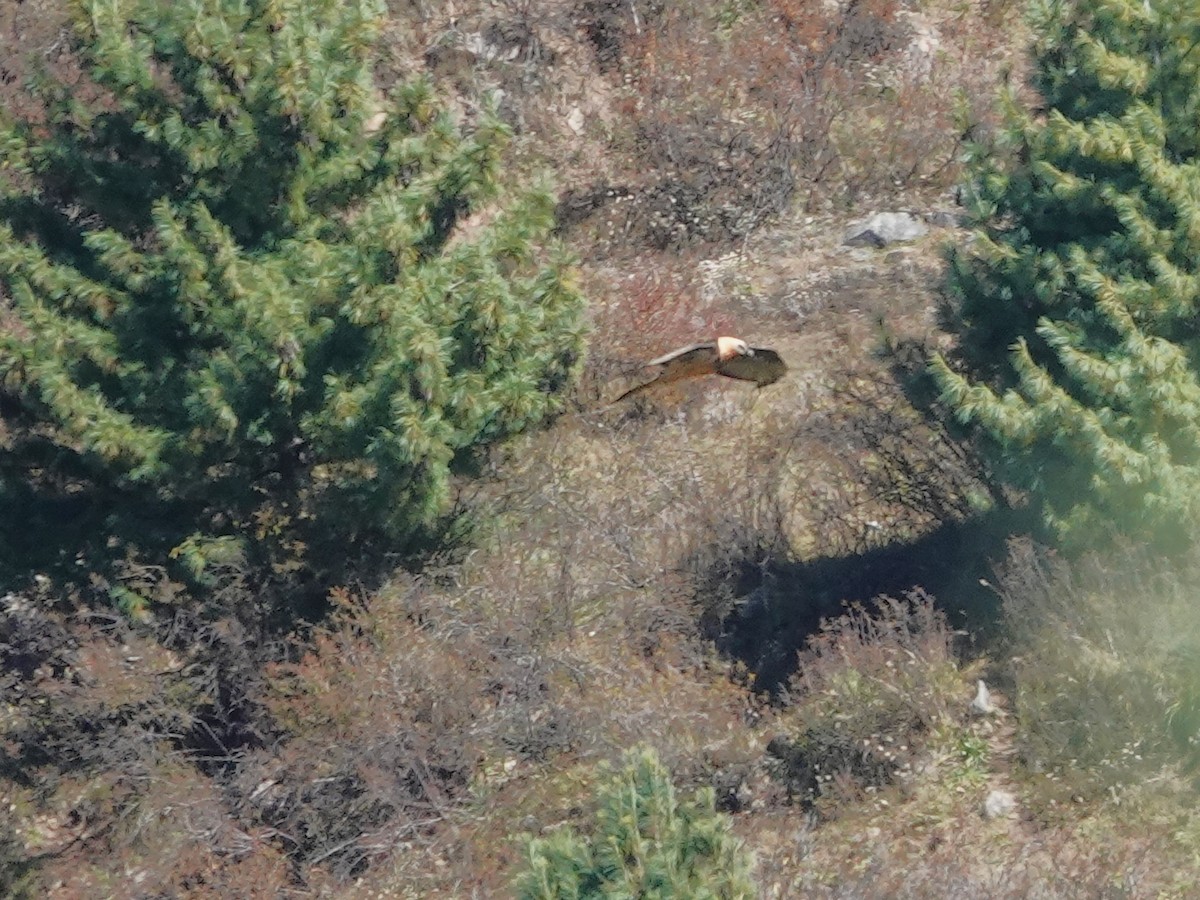 Bearded Vulture - ML646236547