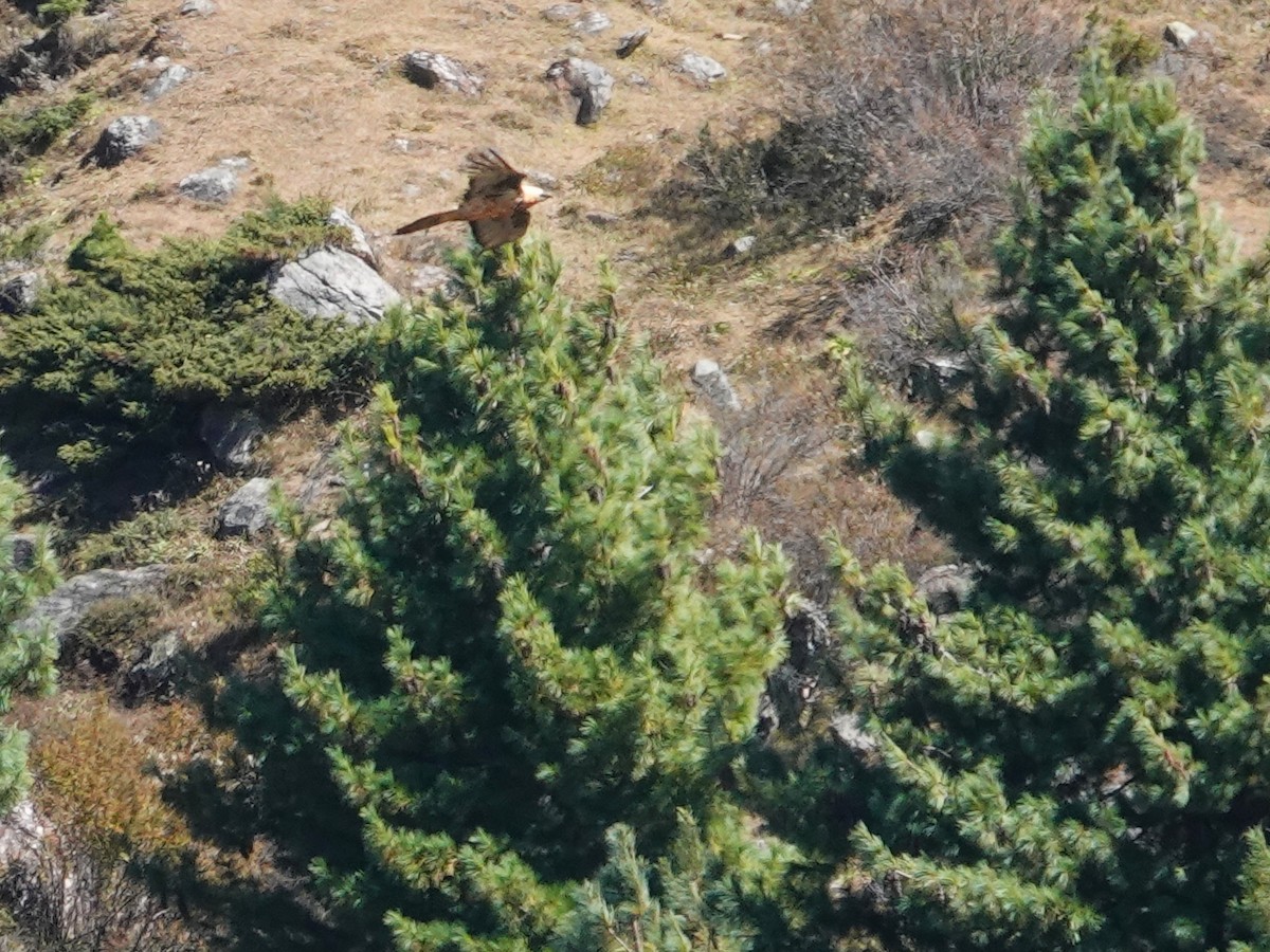 Bearded Vulture - ML646236548