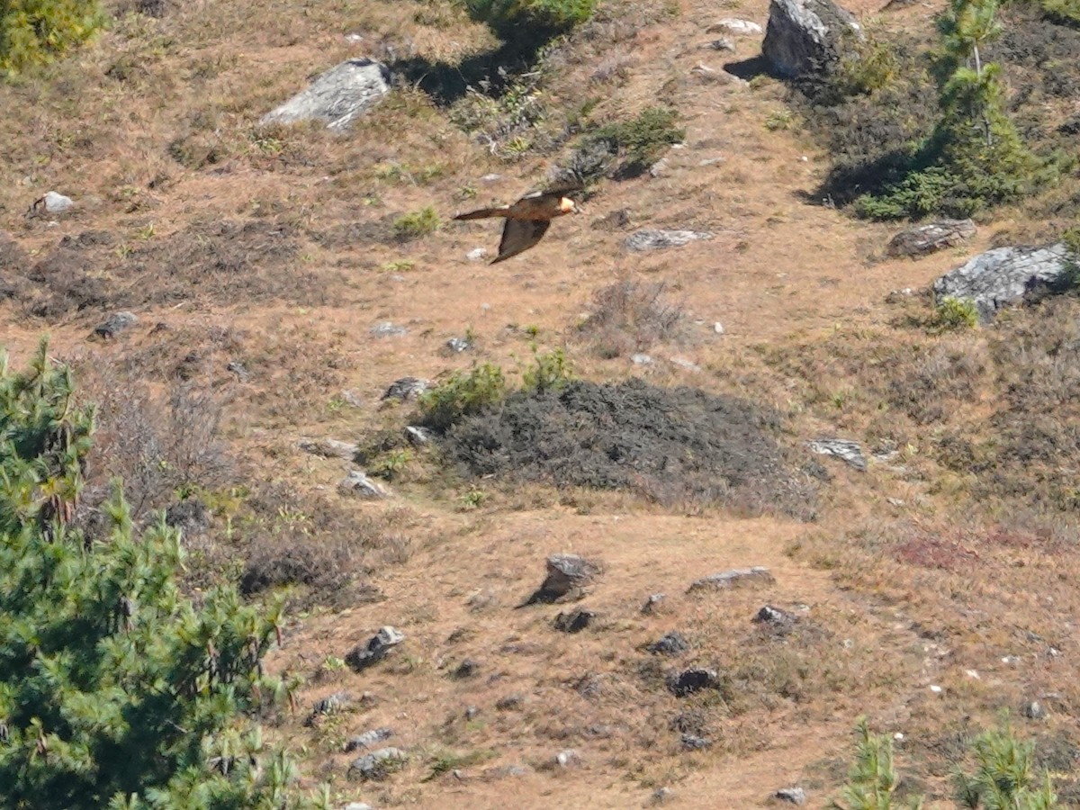 Bearded Vulture - ML646236549