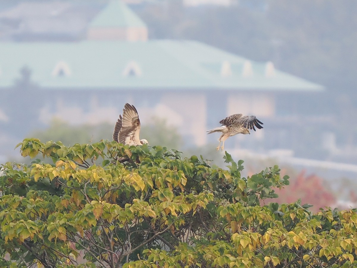 Eastern Marsh Harrier - ML646236555