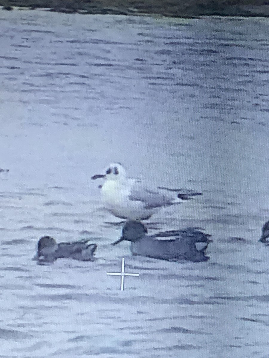 Black-headed Gull - ML646236572