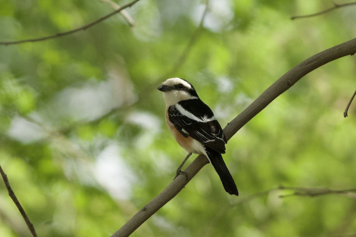 Masked Shrike - ML646236581