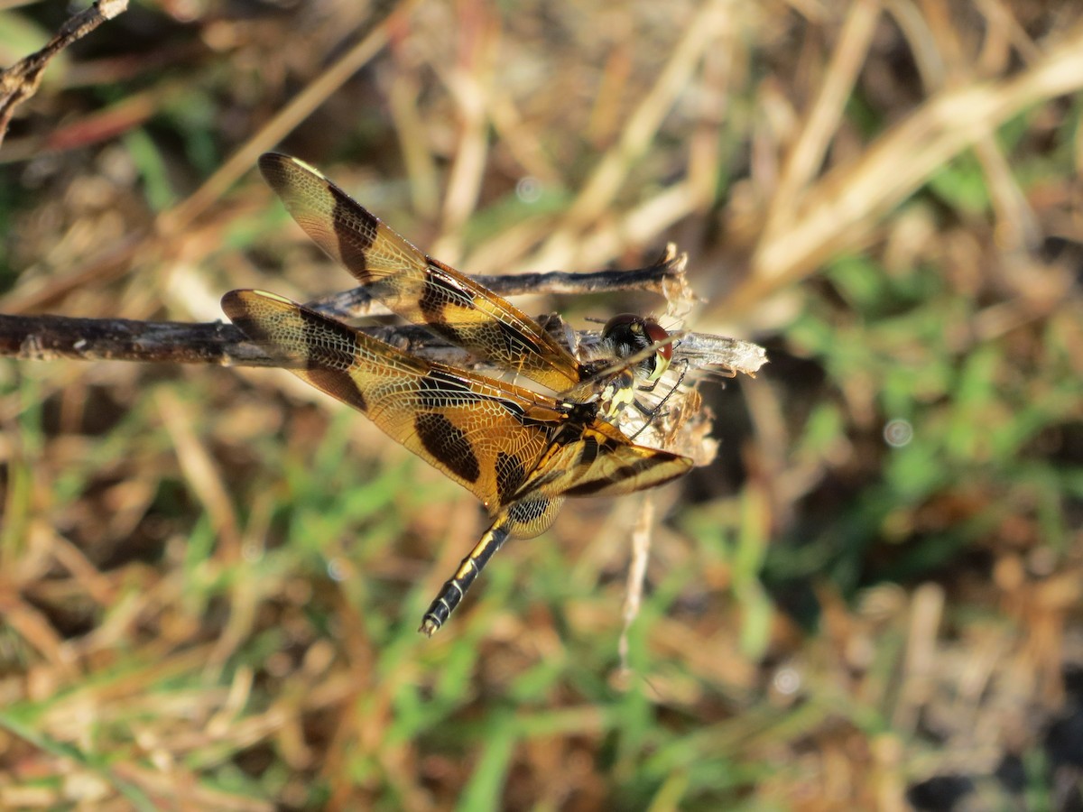 Halloween Pennant - ML646236583