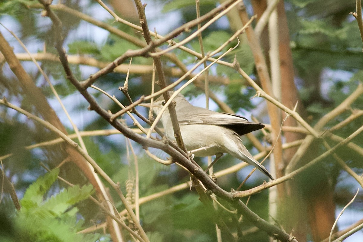 Upcher's Warbler - ML646236591