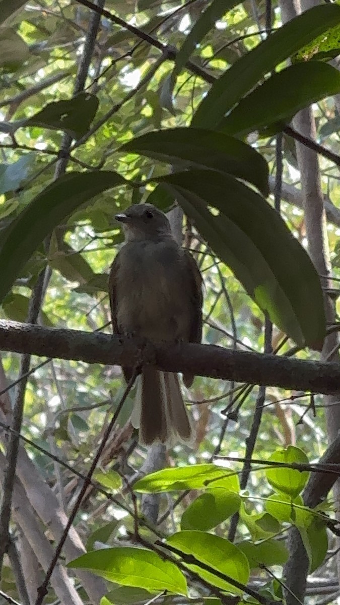Pale-bellied Tyrant-Manakin - ML646236593