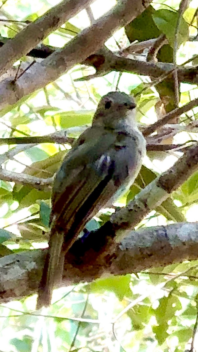 Pale-bellied Tyrant-Manakin - ML646236594