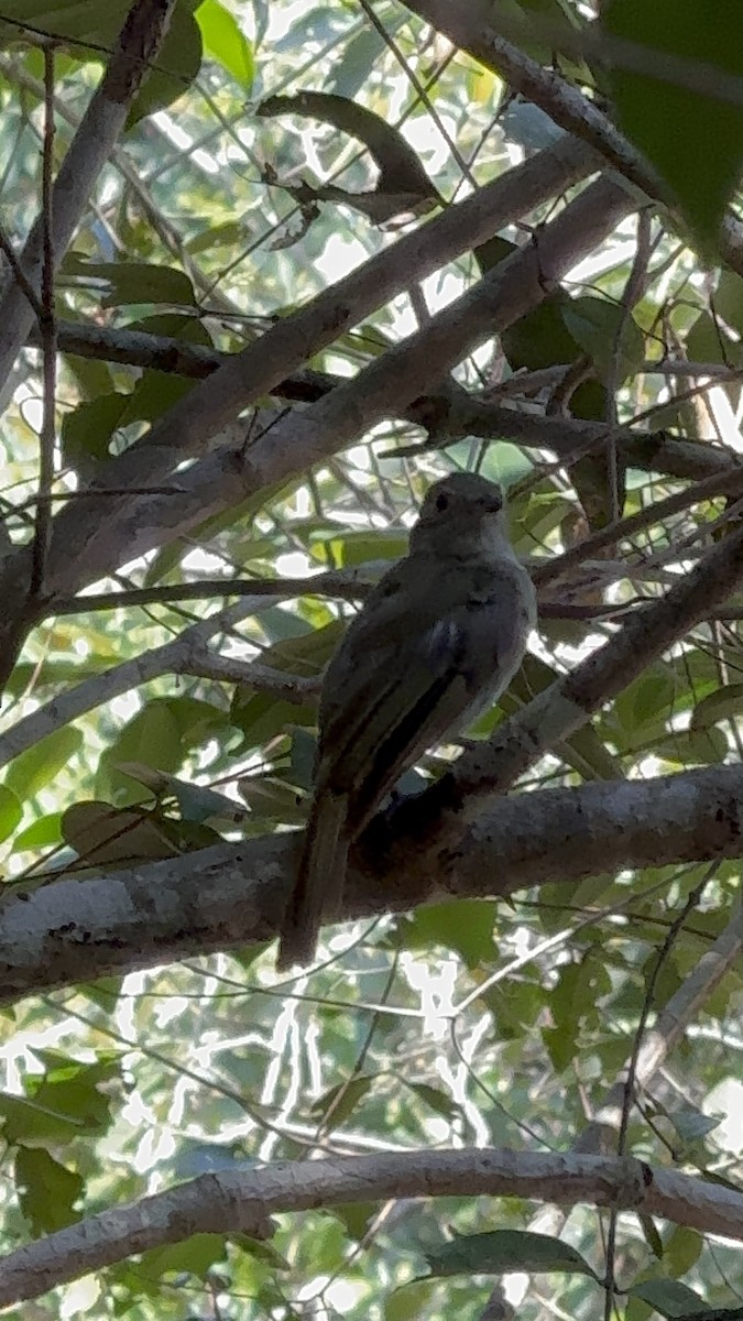 Pale-bellied Tyrant-Manakin - ML646236595