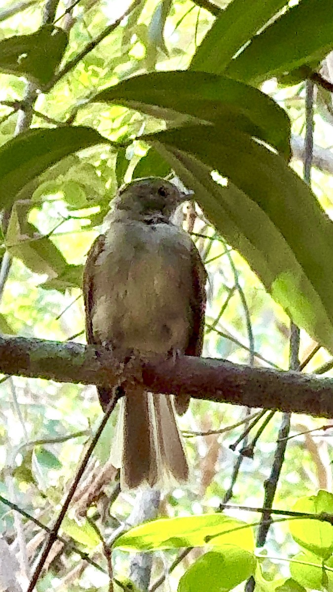 Pale-bellied Tyrant-Manakin - ML646236596