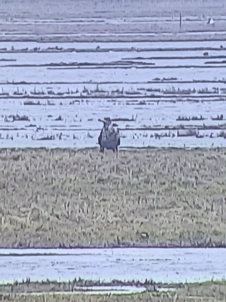 White-tailed Eagle - ML646236615