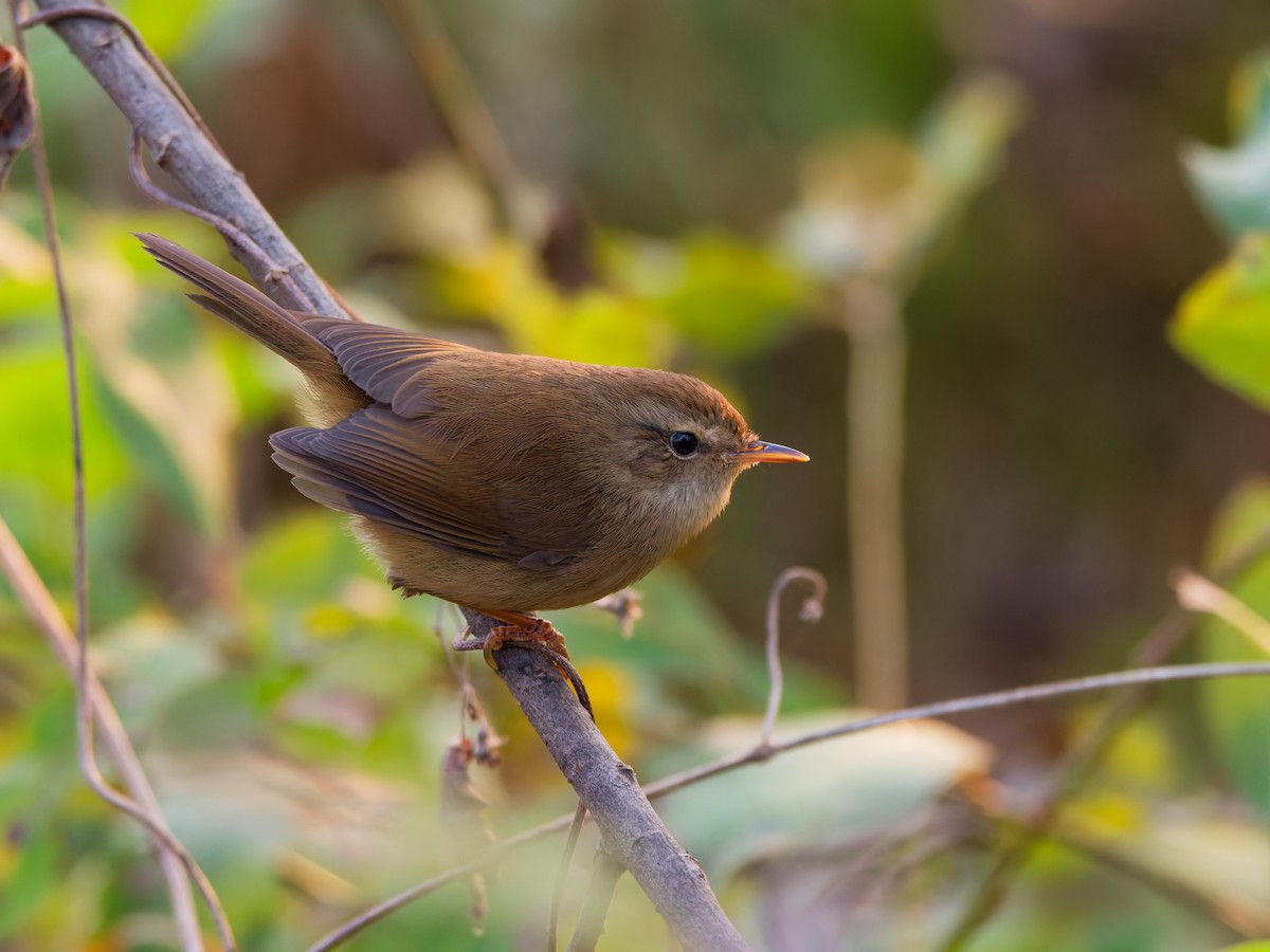Brownish-flanked Bush Warbler - ML646236616