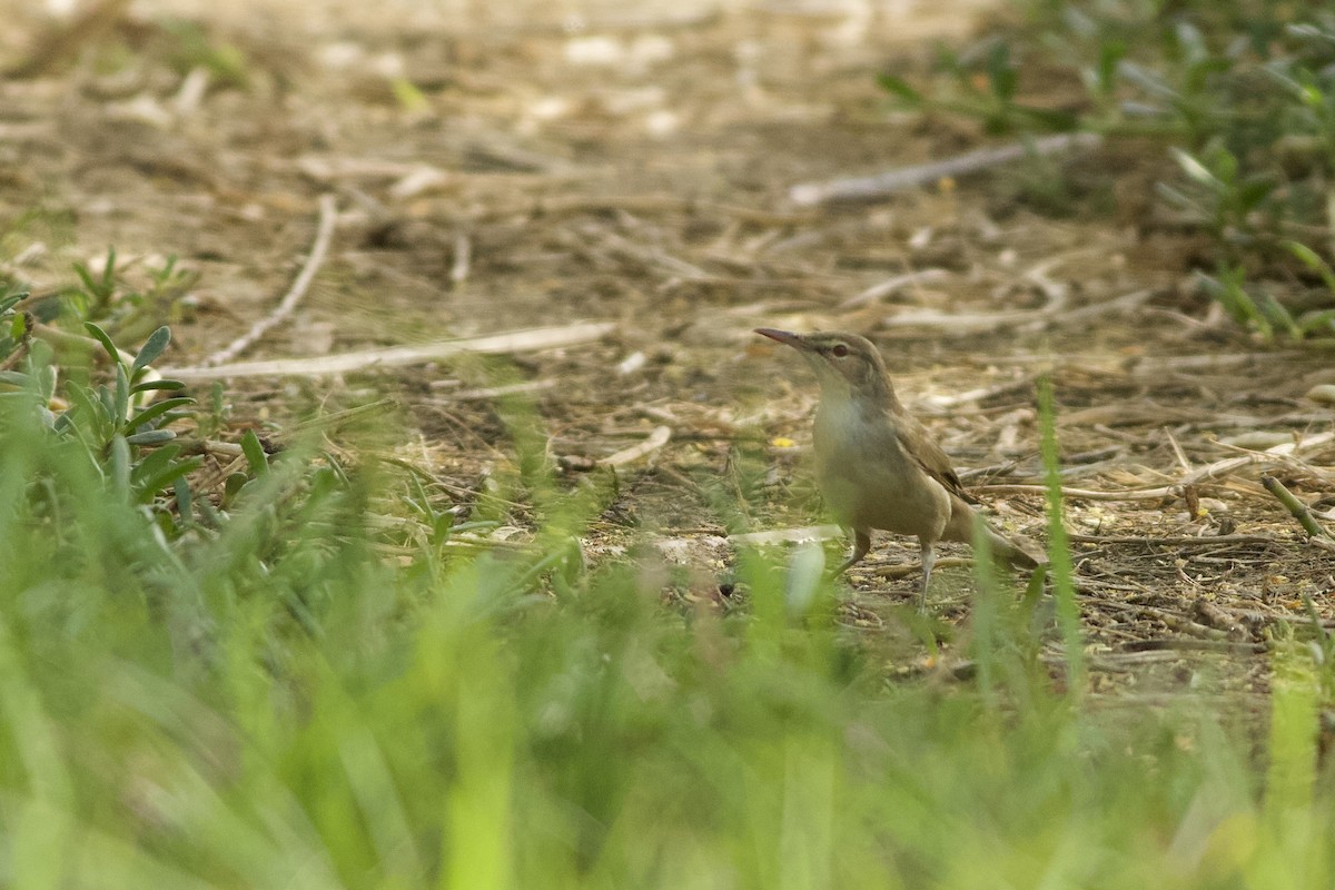 Basra Reed Warbler - ML646236617