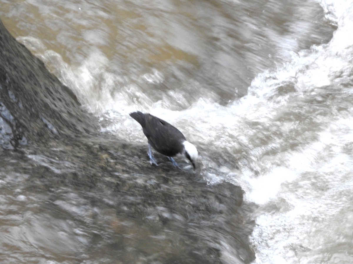 White-capped Dipper (White-capped) - ML646236622