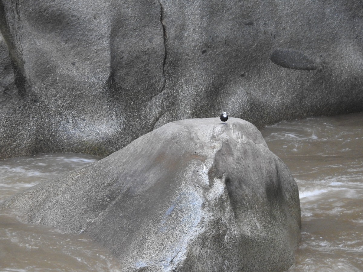 White-capped Dipper (White-capped) - ML646236623