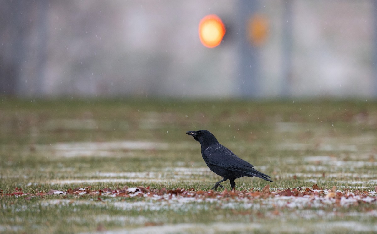 vrána americká - ML646236624