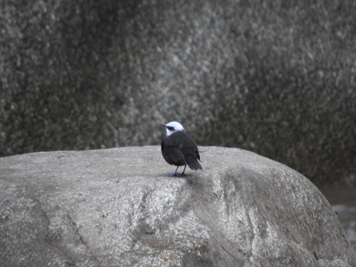 White-capped Dipper (White-capped) - ML646236625