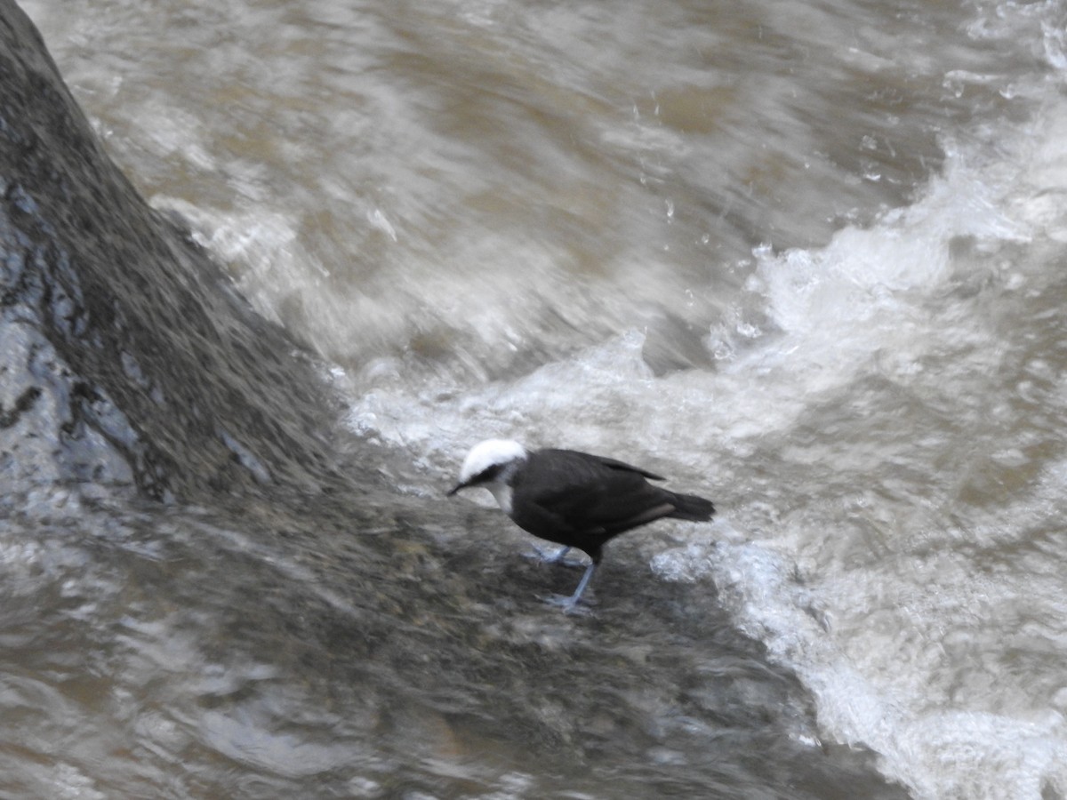 White-capped Dipper (White-capped) - ML646236626