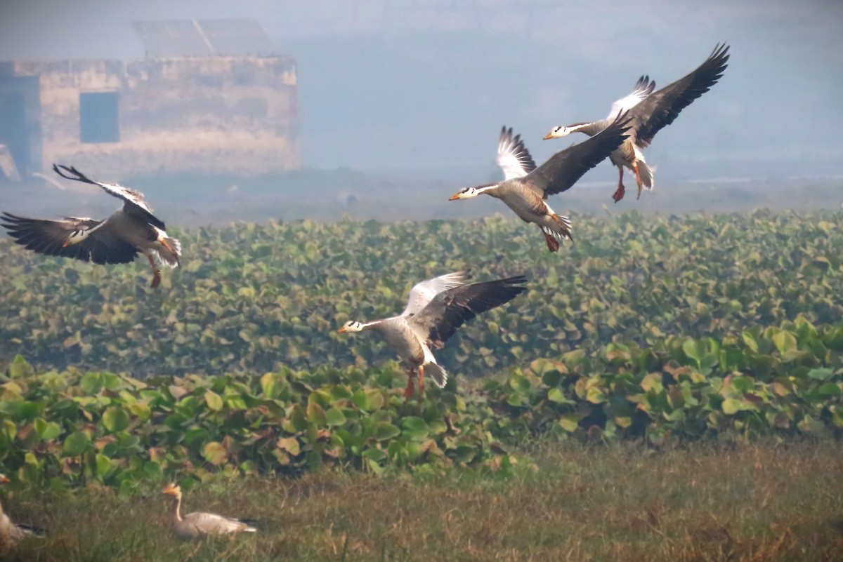 Гуска гірська - ML646236630