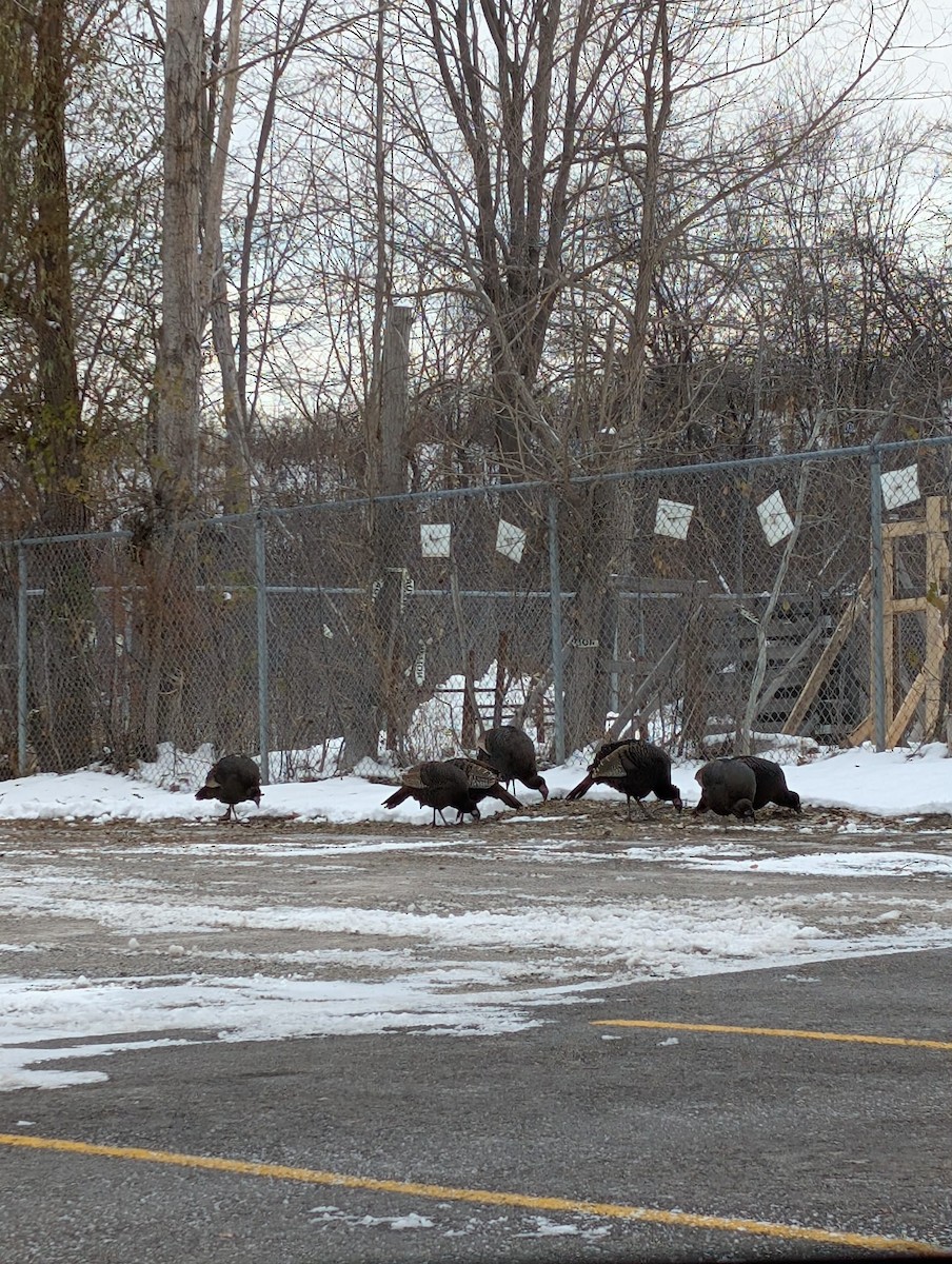 Wild Turkey - ML646236631