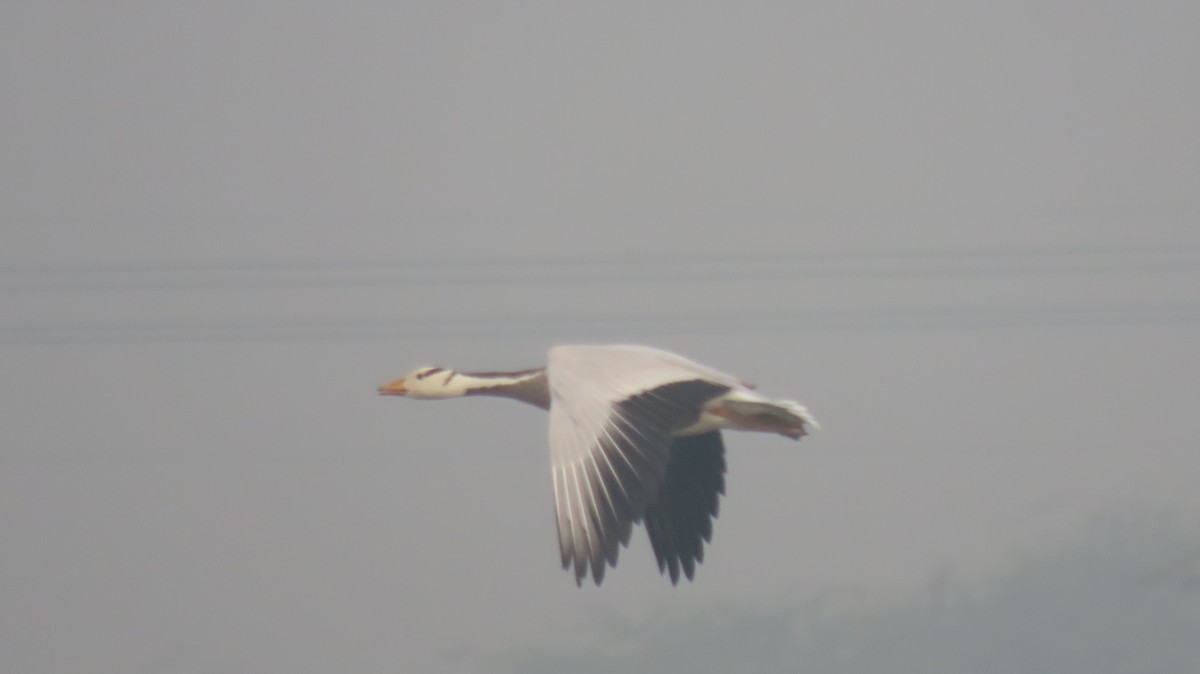 Гуска гірська - ML646236632