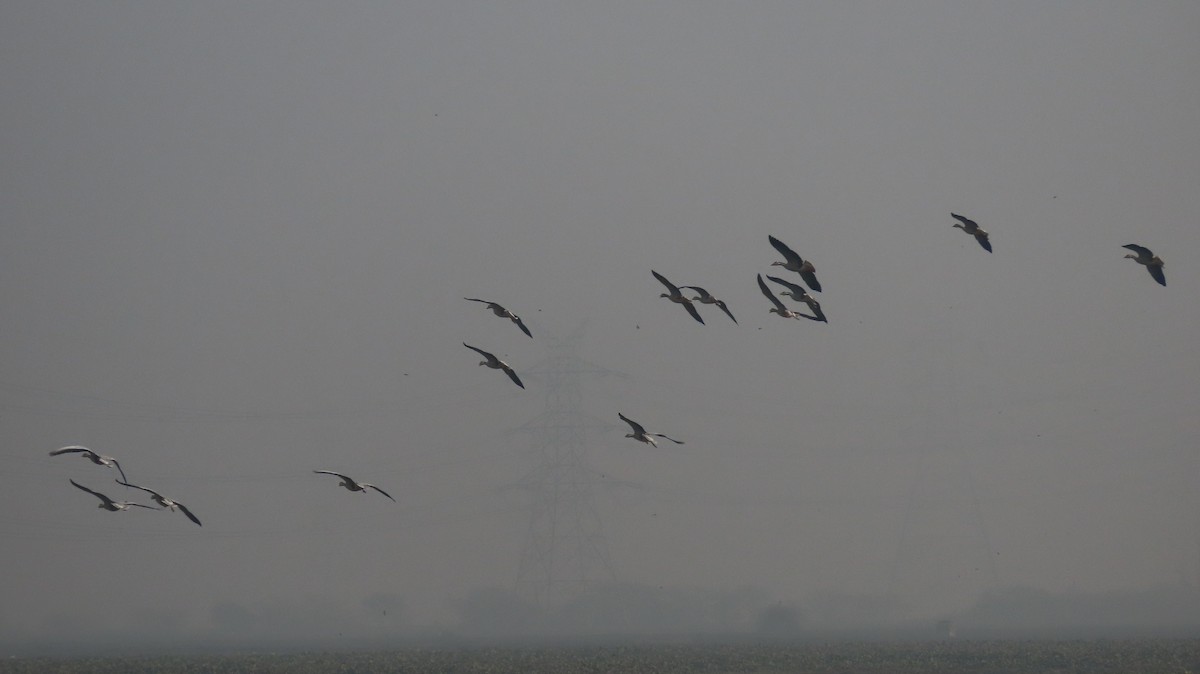 Гуска гірська - ML646236644