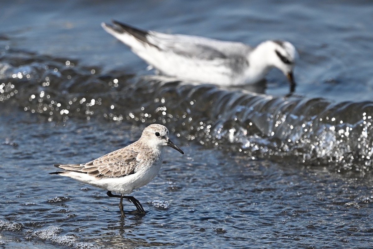 Little Stint - ML646236653