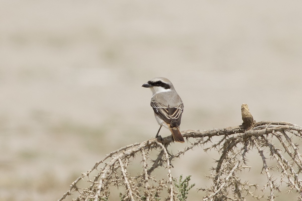 Red-tailed Shrike - ML646236655