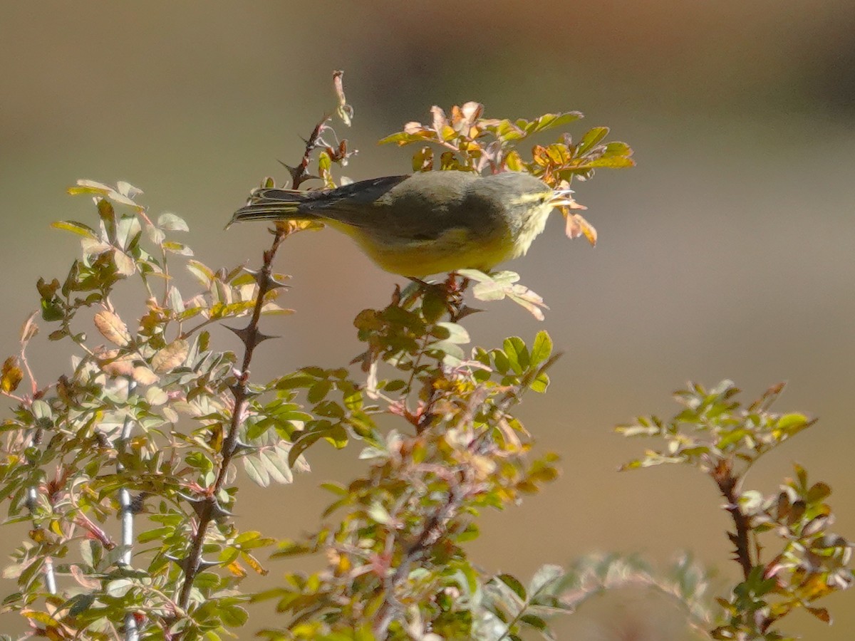 Greenish Warbler - ML646236657