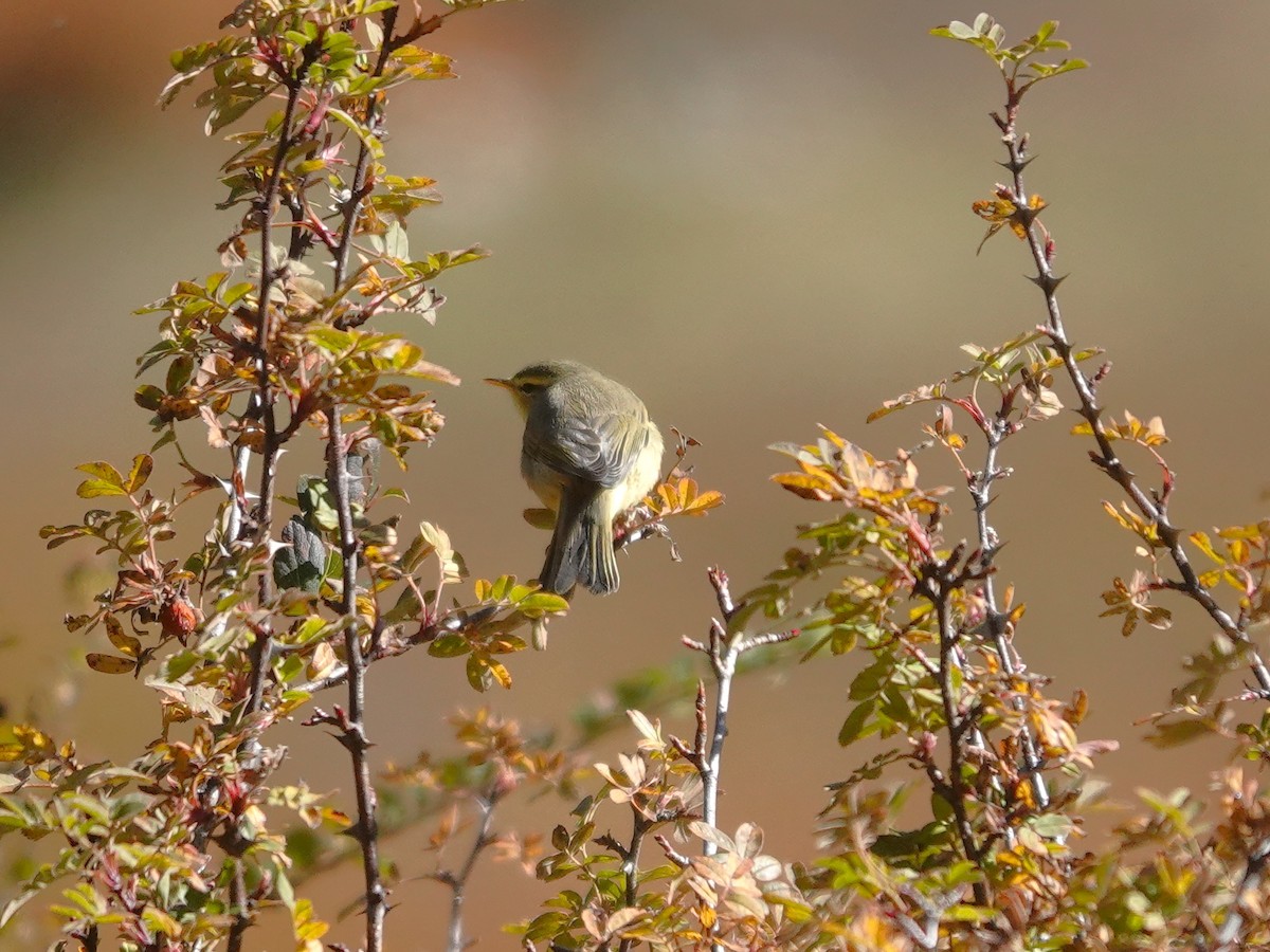 Greenish Warbler - ML646236658
