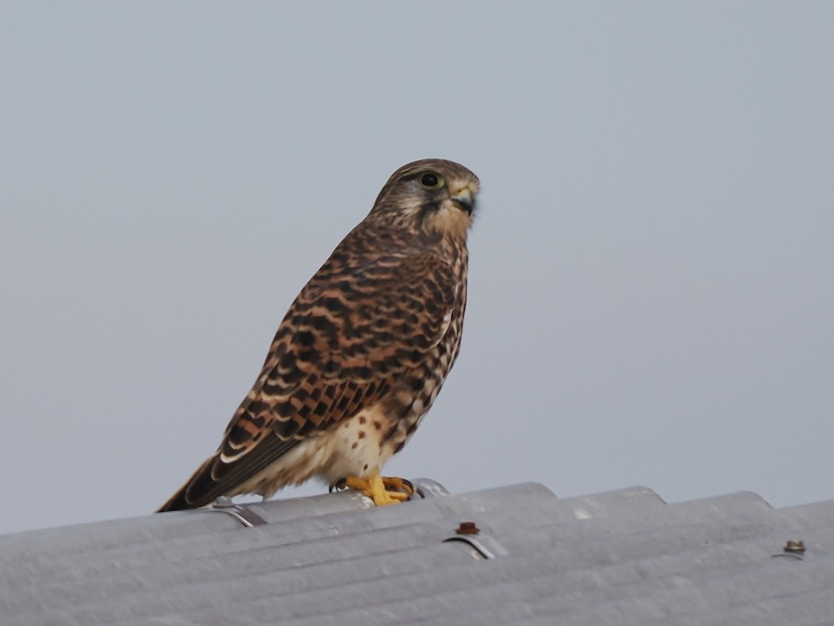Eurasian Kestrel - ML646236667