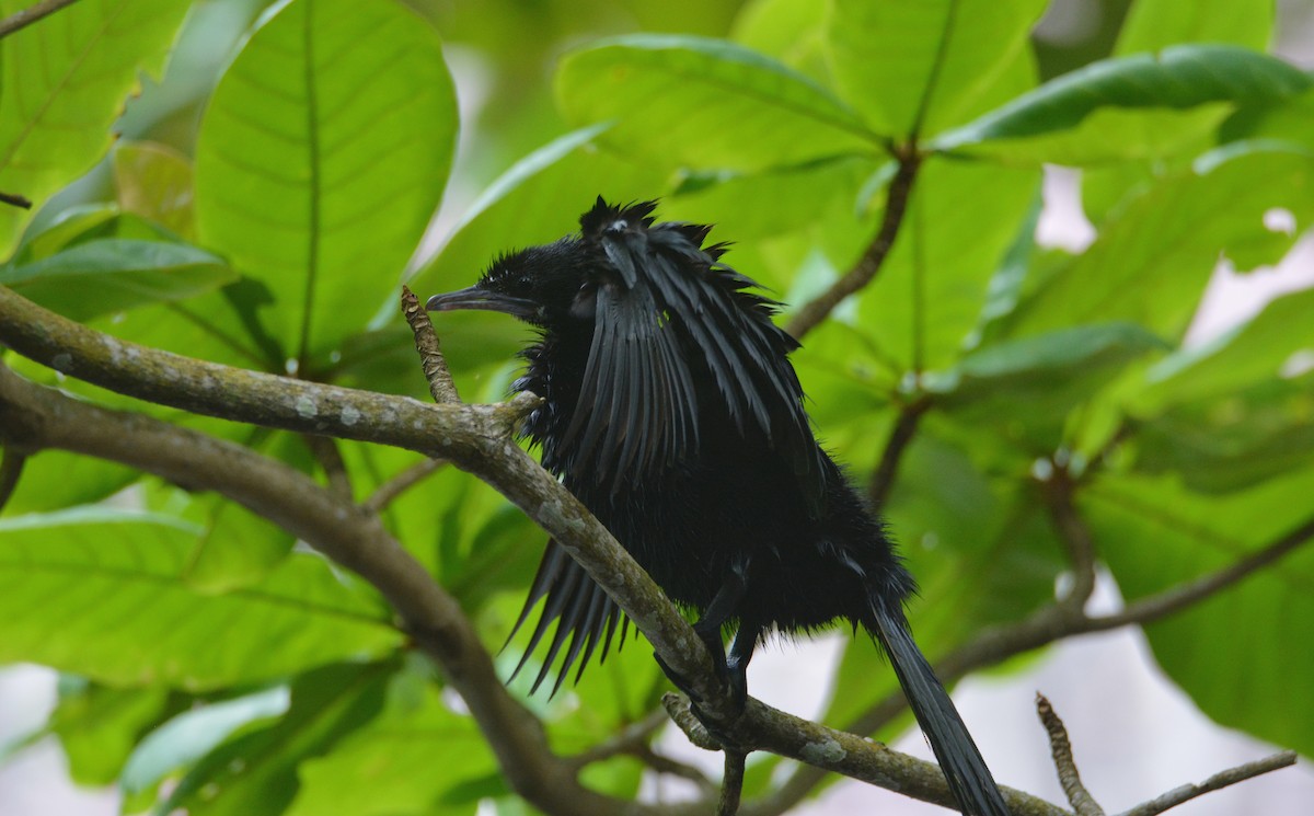 Little Cormorant - ML646236669