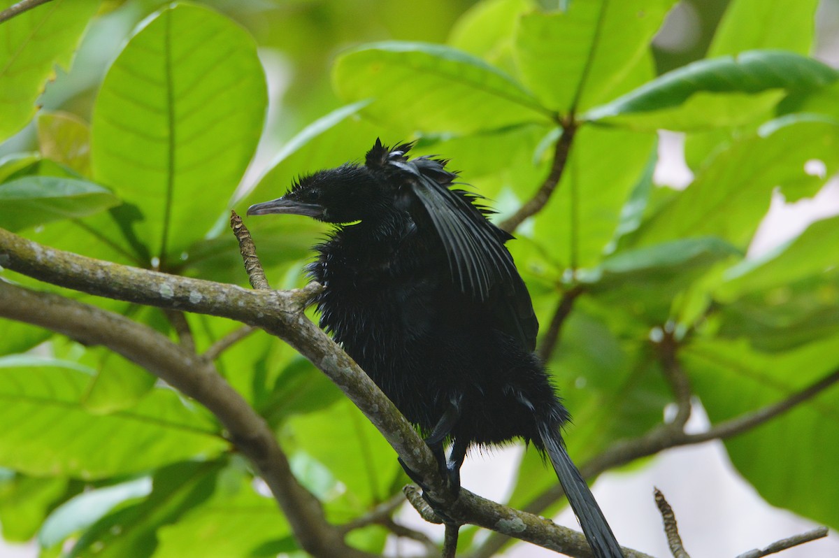 Little Cormorant - ML646236670