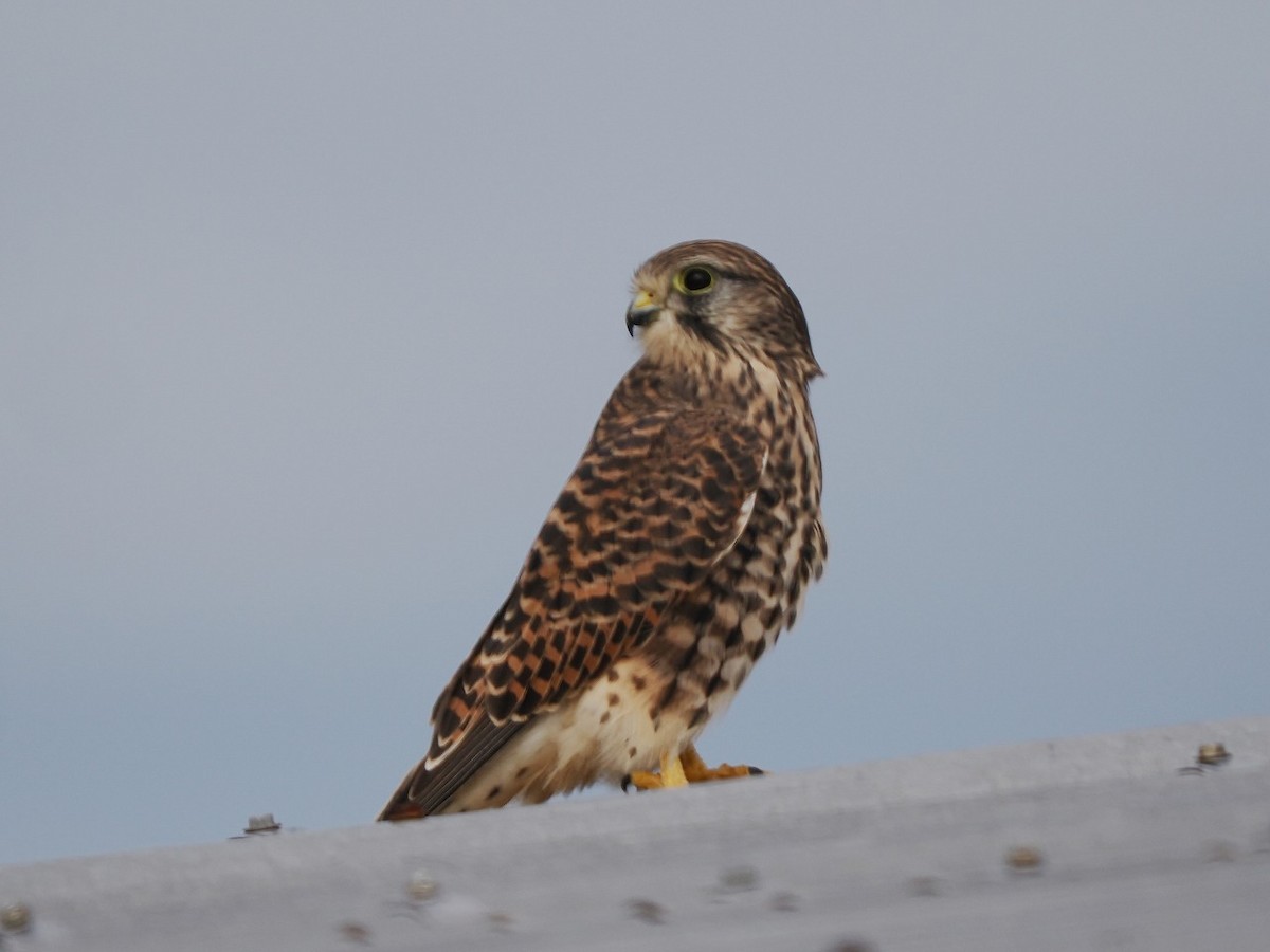 Eurasian Kestrel - ML646236673