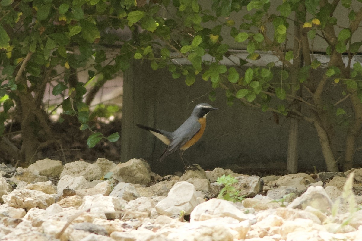 White-throated Robin - ML646236677