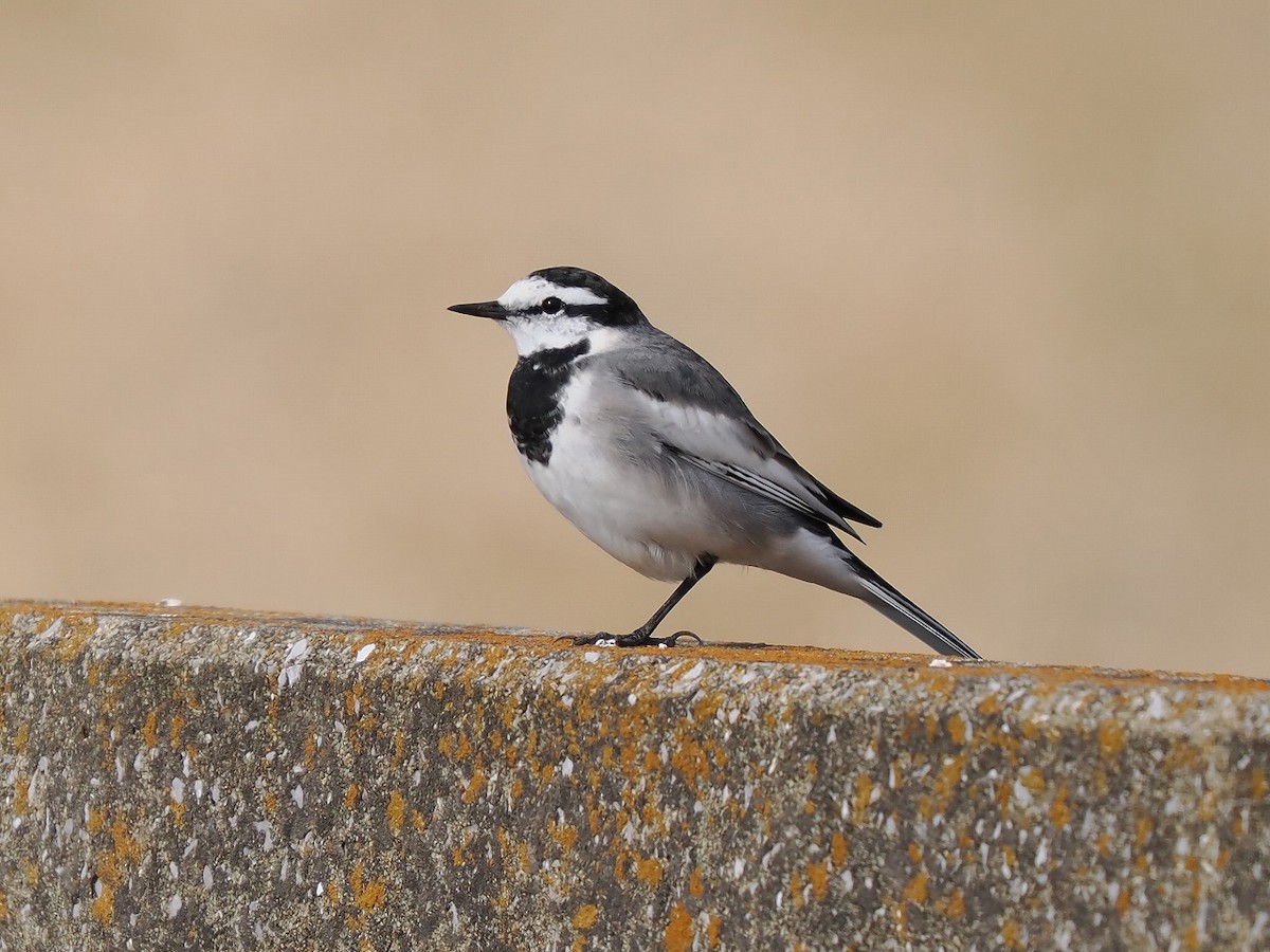 White Wagtail - ML646236686