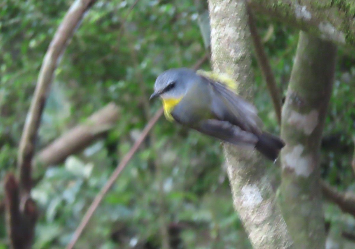 Eastern Yellow Robin - ML646236699