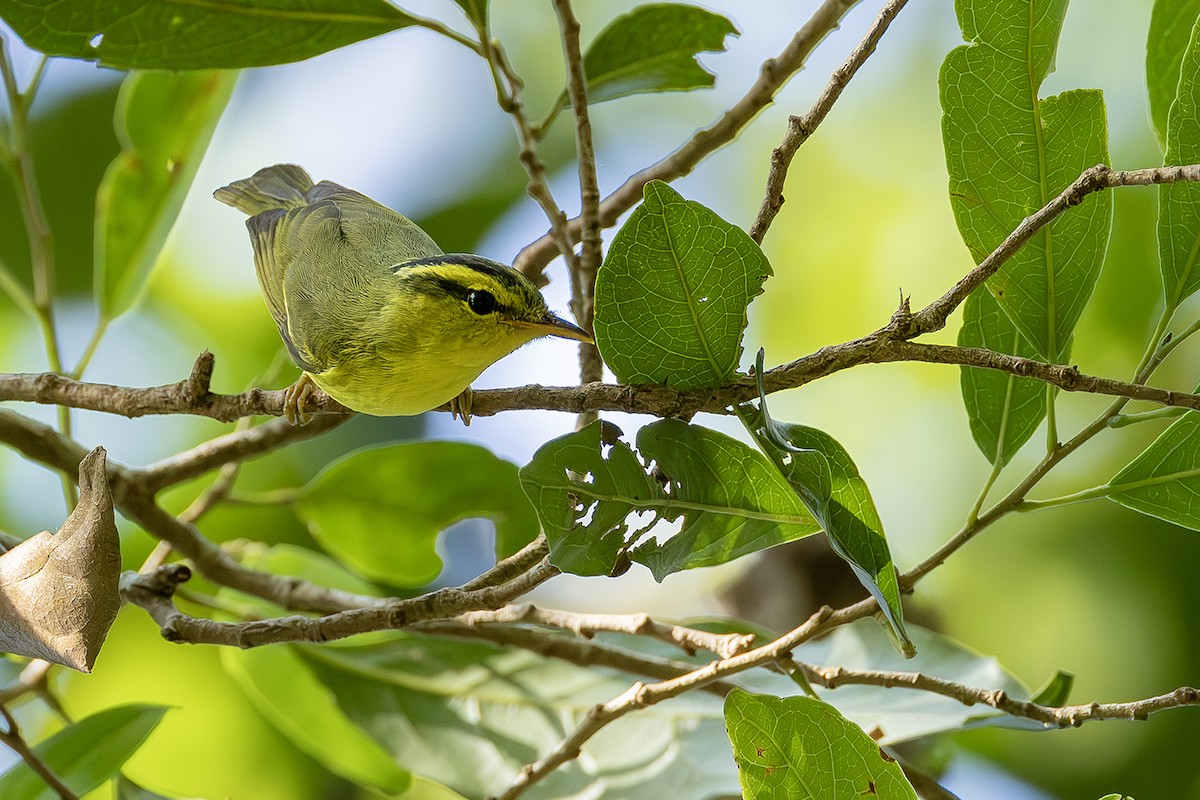 Sulphur-breasted Warbler - ML646236700