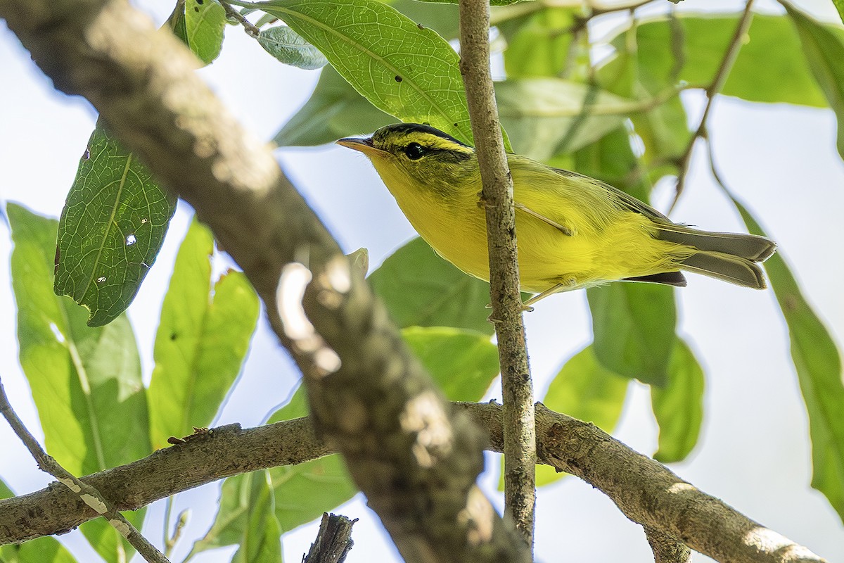 Sulphur-breasted Warbler - ML646236701