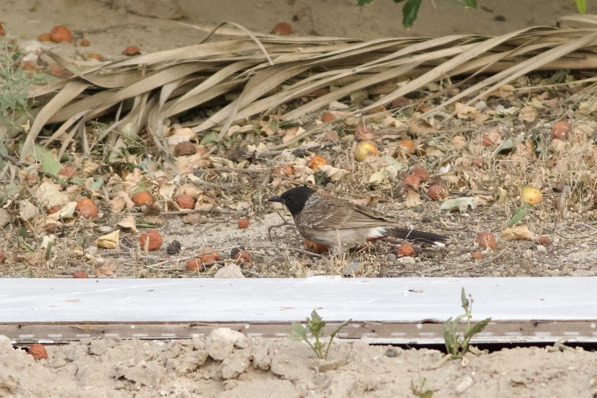 Red-vented Bulbul - ML646236709